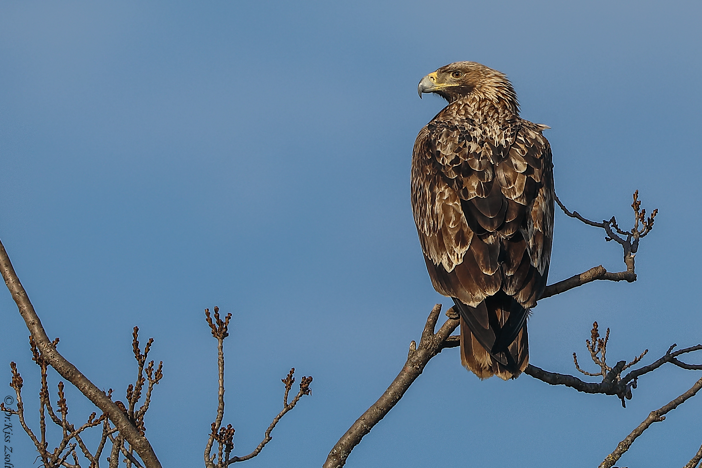 Aquila imperiale adulta