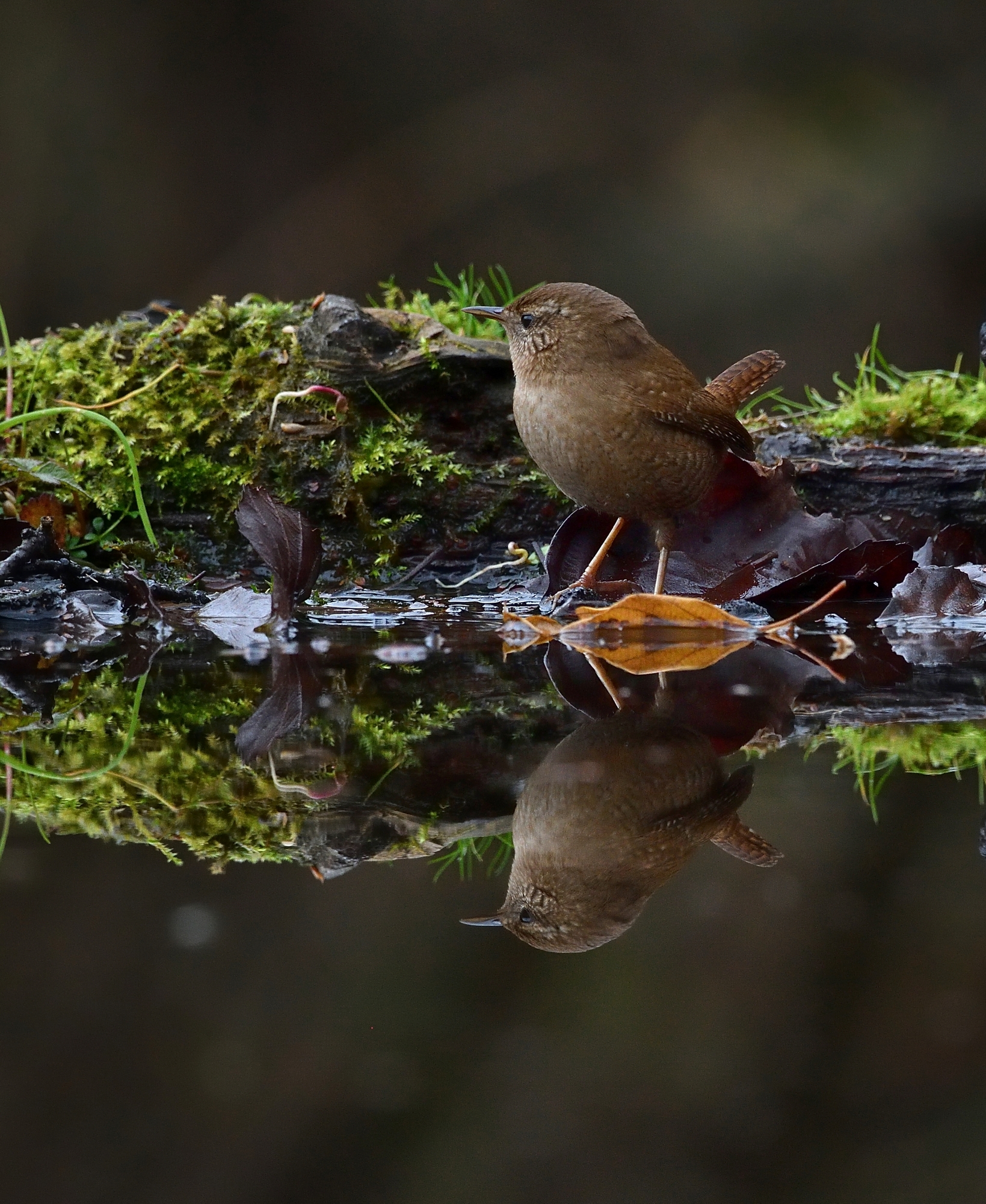 Squirt in the mirror...