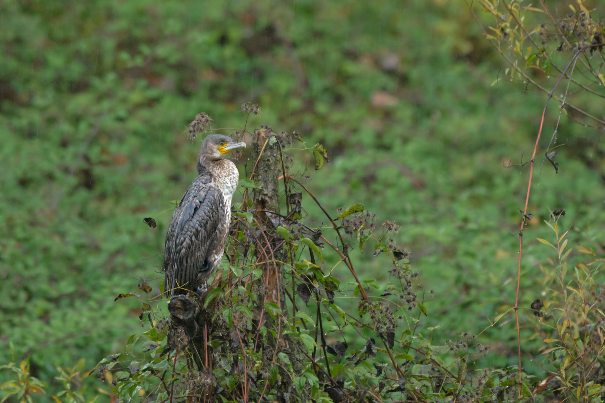 Waiting for the rain to cease.