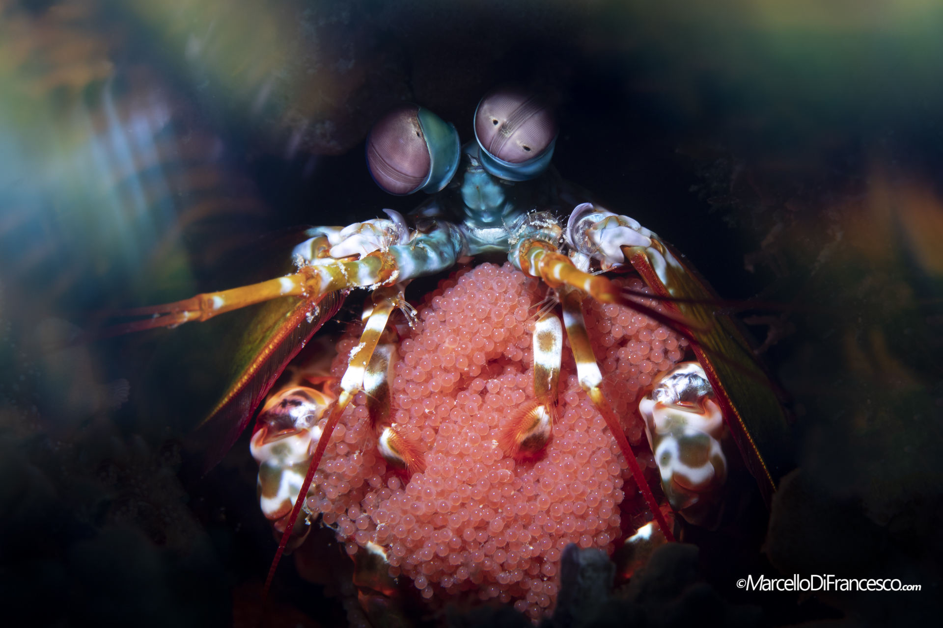 Mantis shrimp