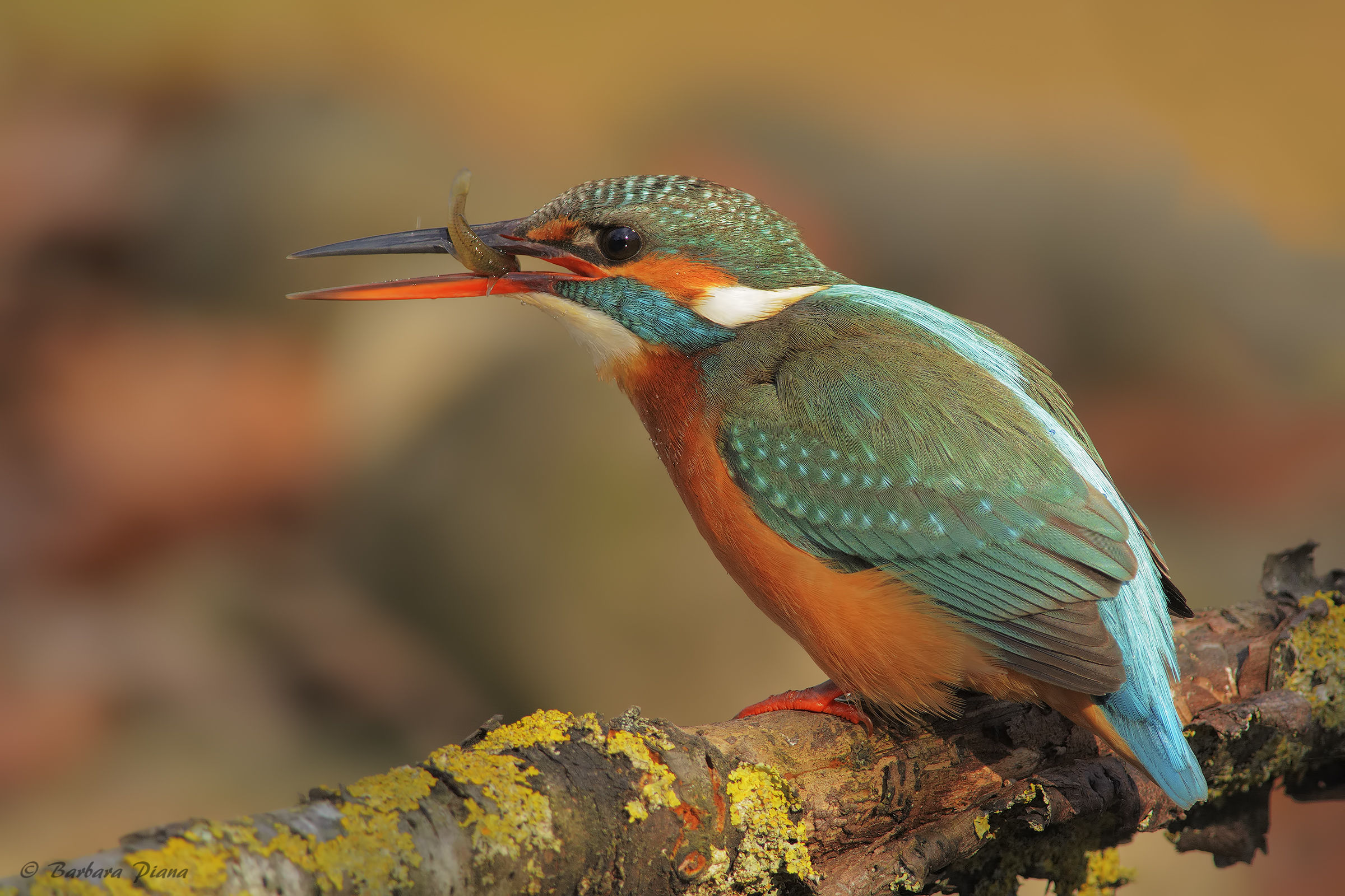 Kingfisher