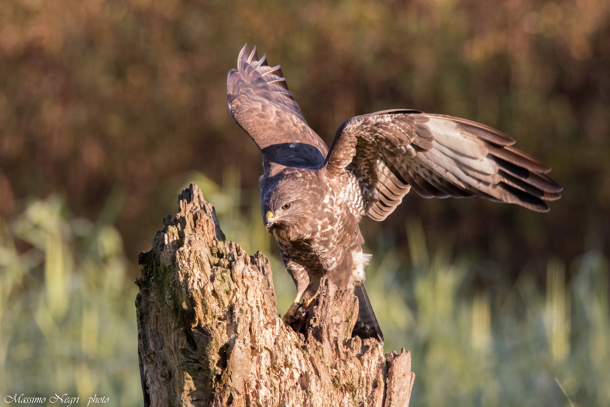 Departing Buzzard
