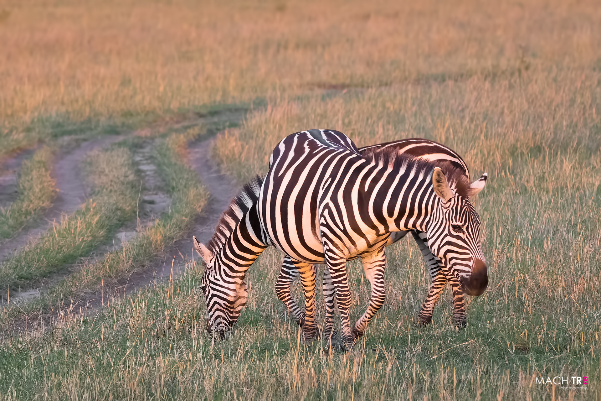 Masai mara - Zebre