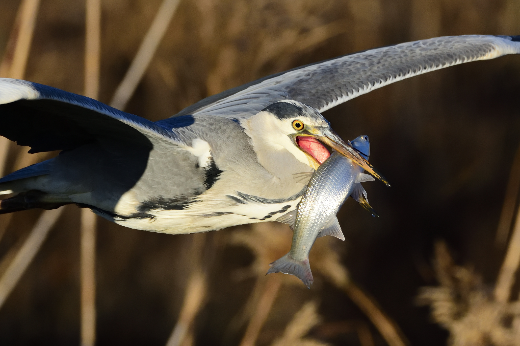 Heron with Prey