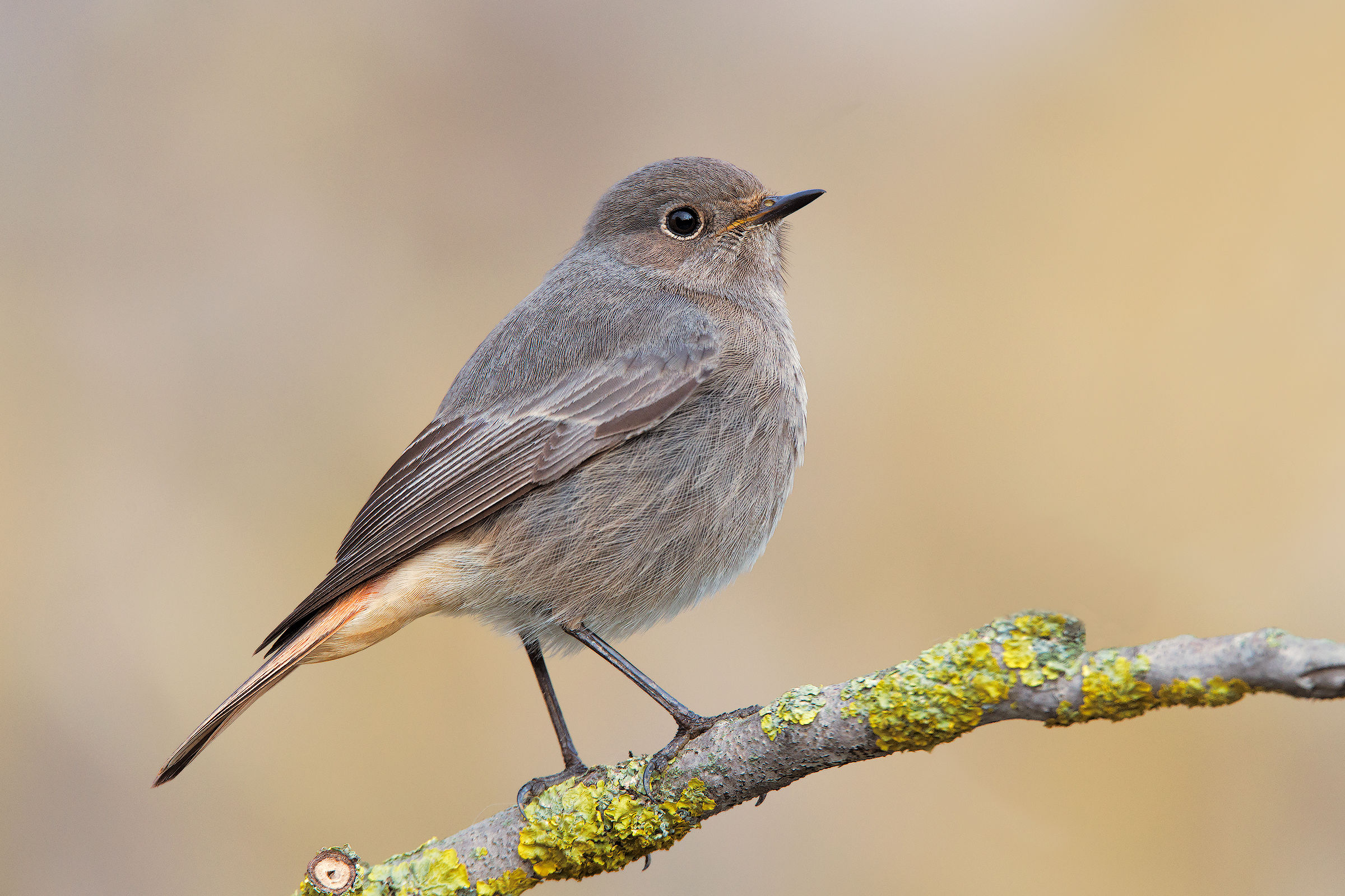 Black Redstart