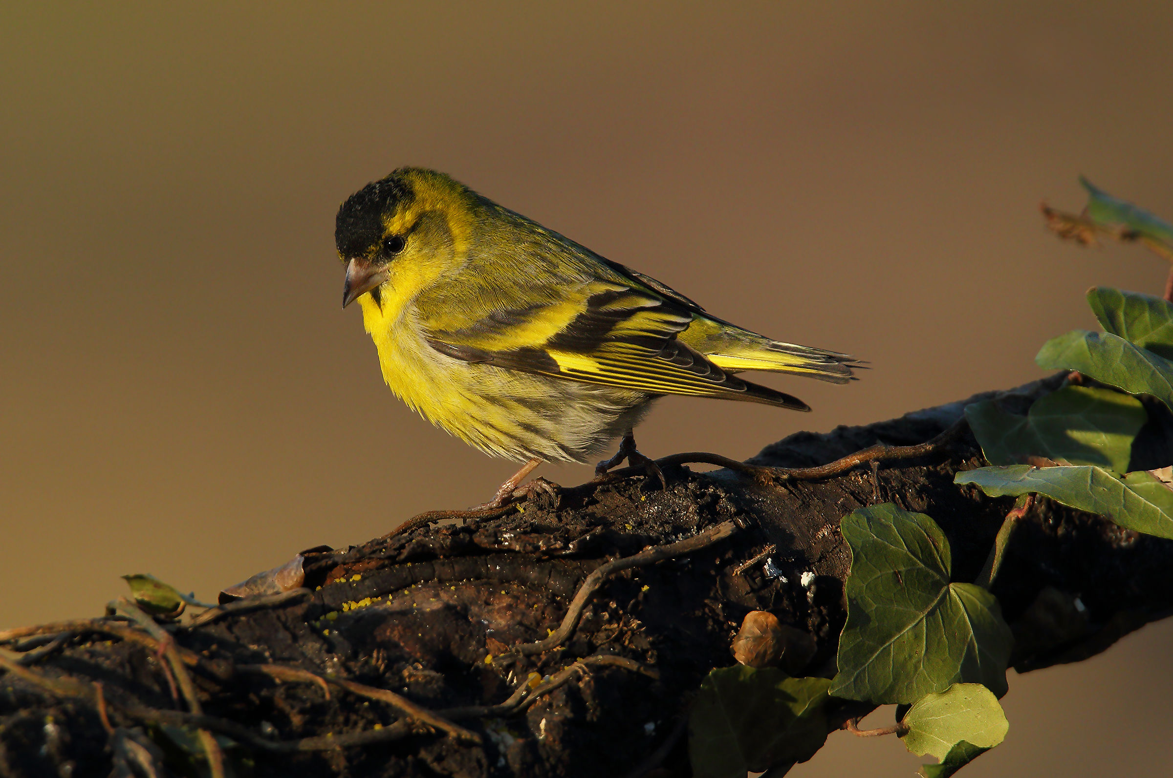 Siskin