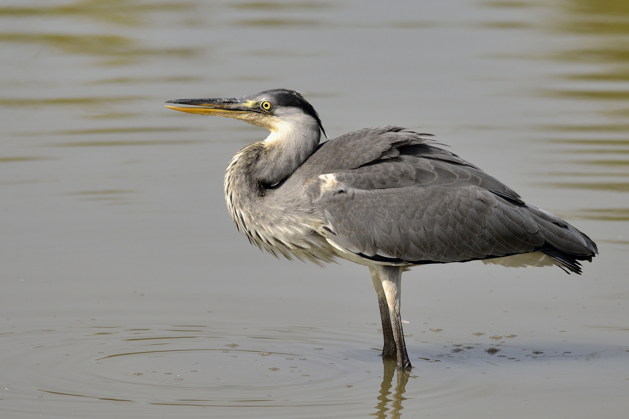 Heron