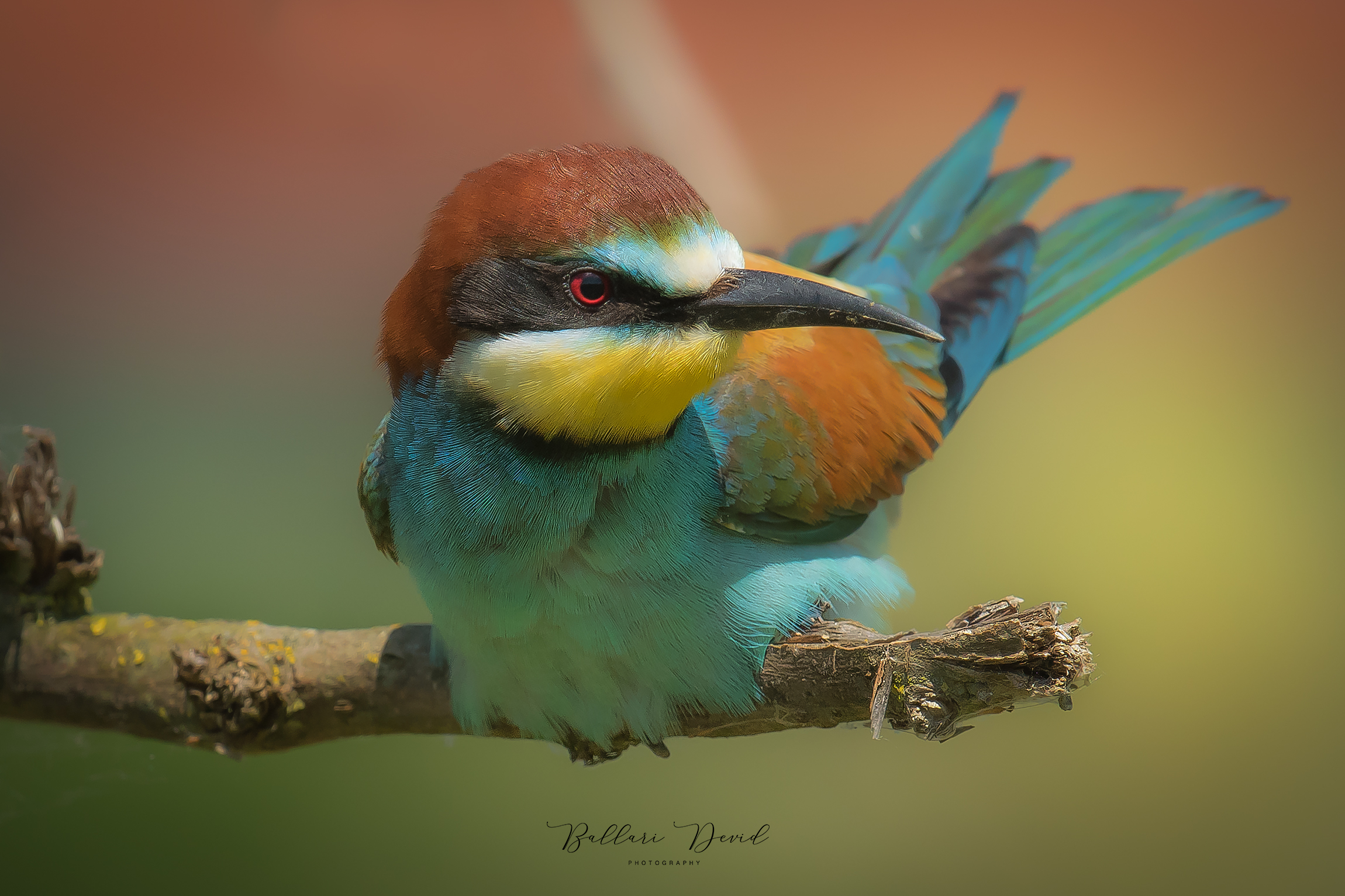 Bee-eater