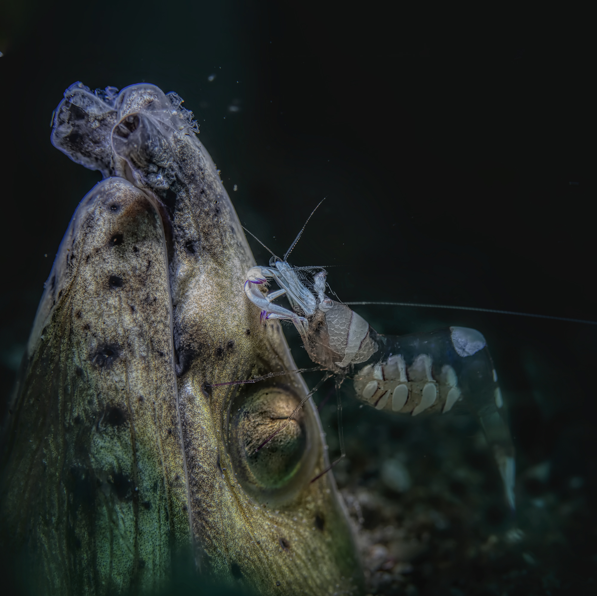 Snake ell & Shrimp Cleaners