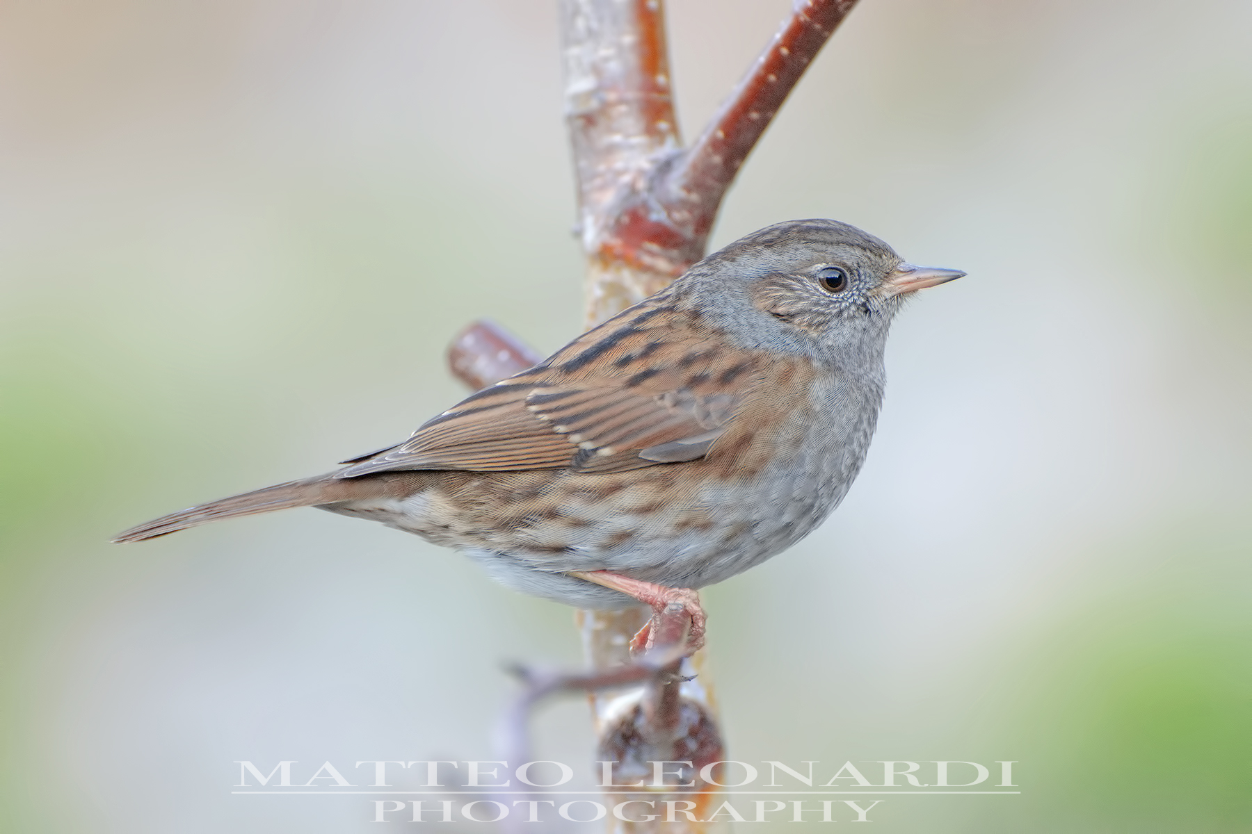 Passera Scopaiola- Alpi Apuane