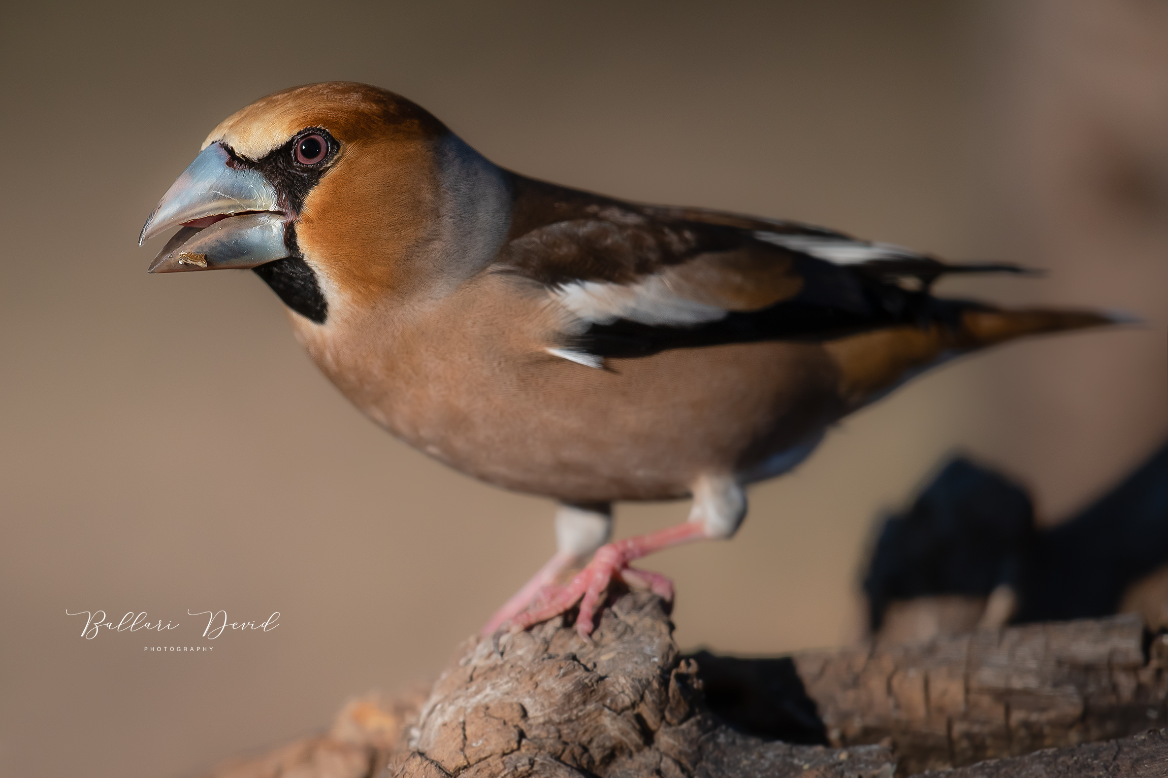 Hawfinch