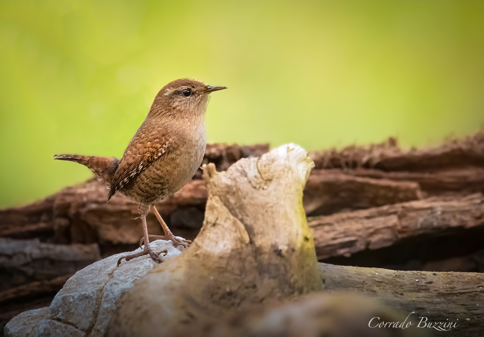 Wren