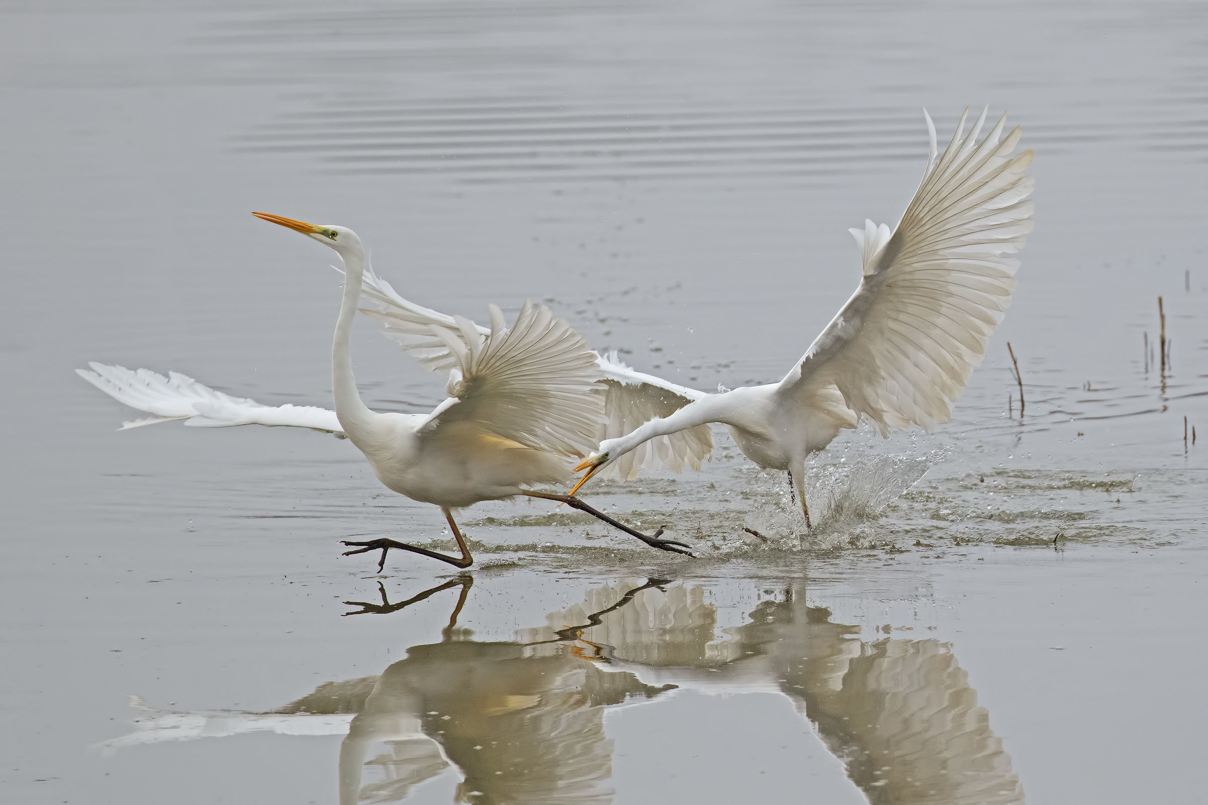 Fight for the Territory