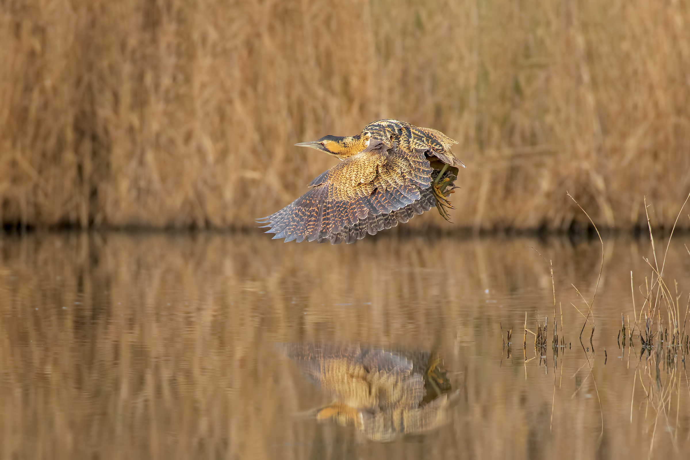 Tarabuso in Partenza