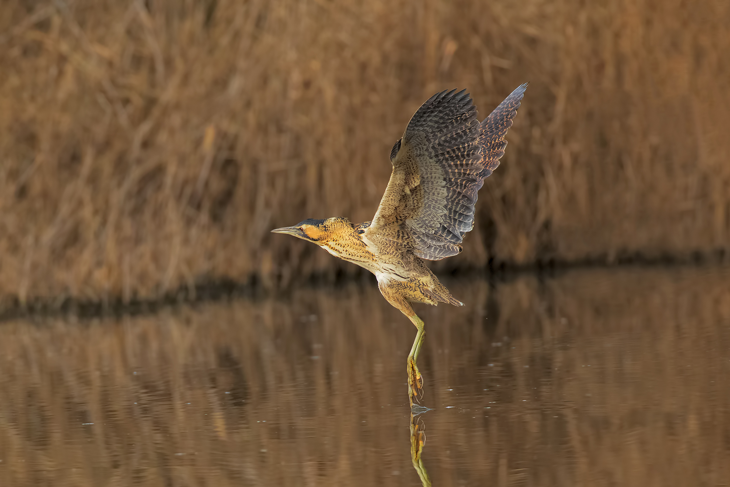 Bittern Landing