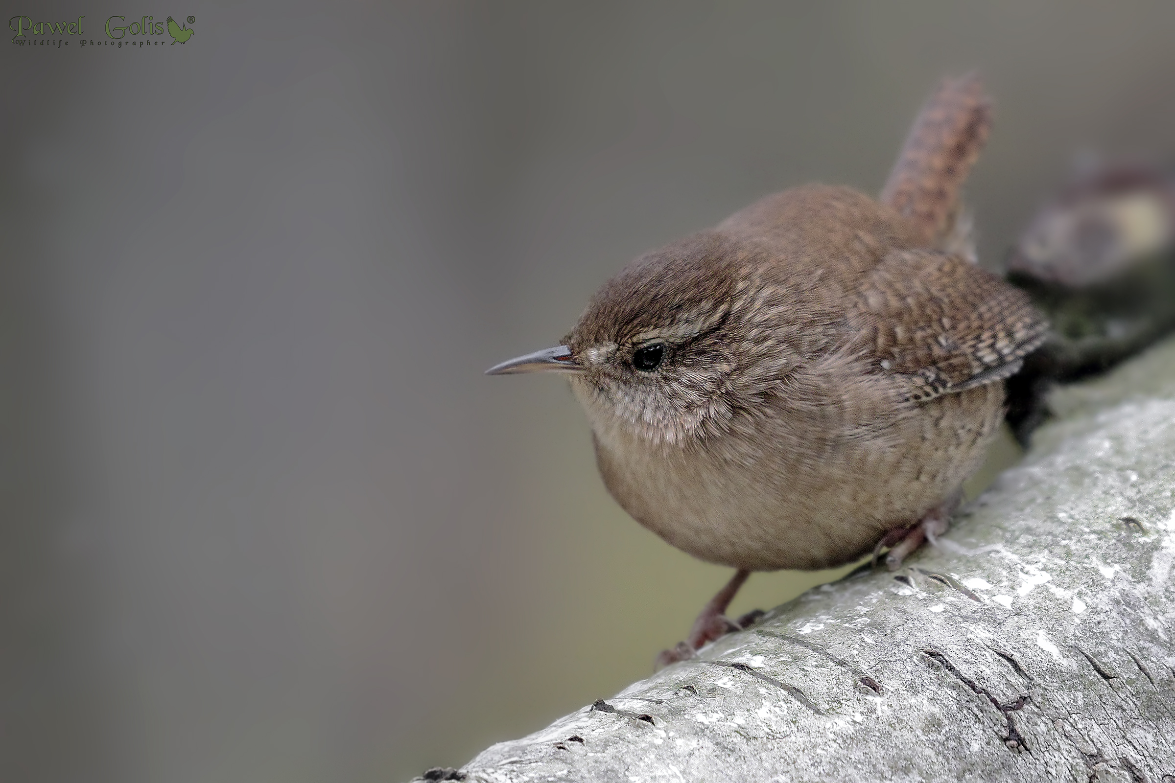 Wren (Troglodytes troglodytes)