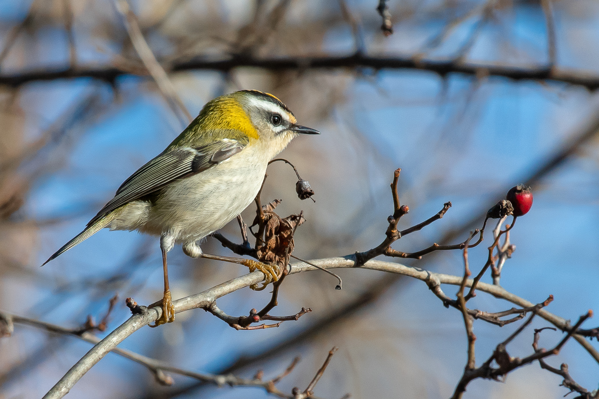 Fiorrancino a Locarno