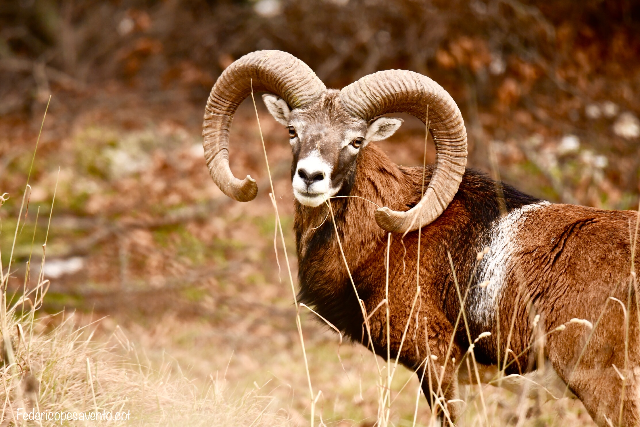 Muflone maschio