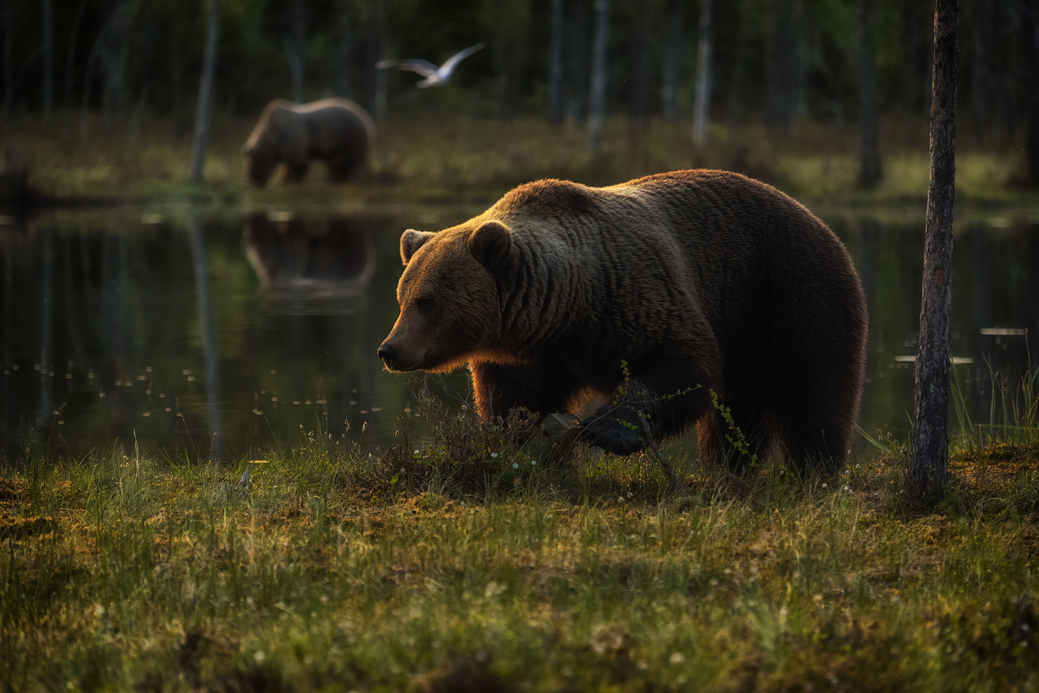 In the Kingdom of the bear