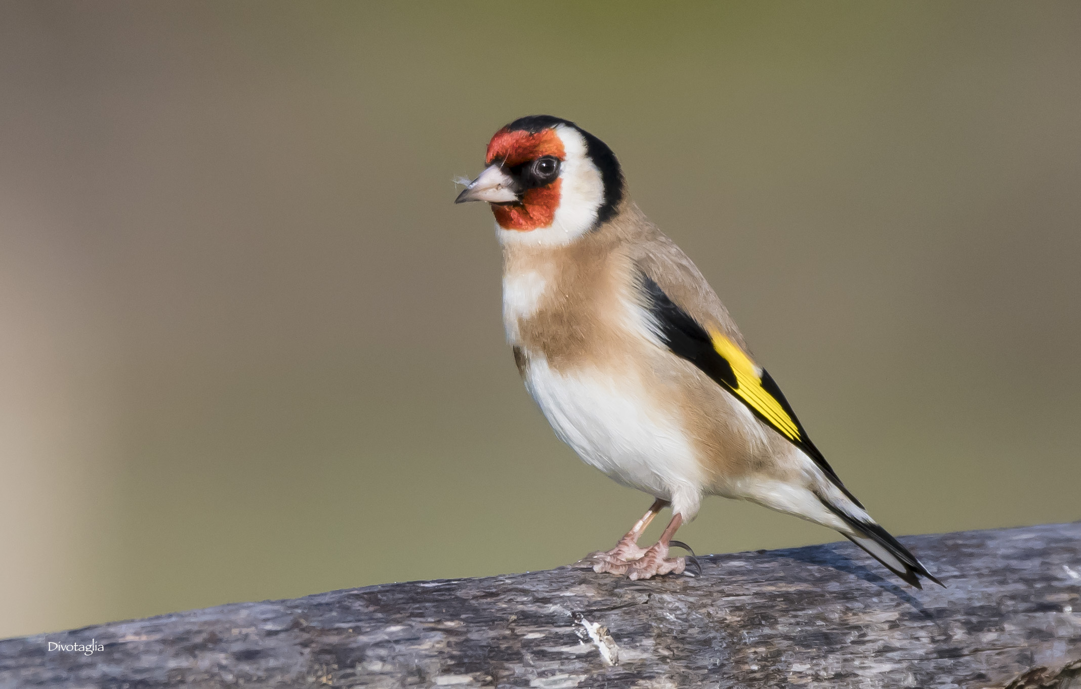 Goldfinch