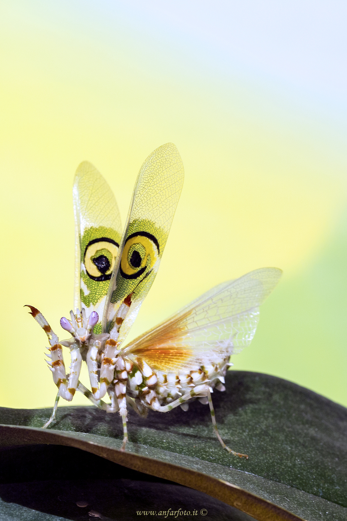 Pseudocreobotra wahlbergi (male)