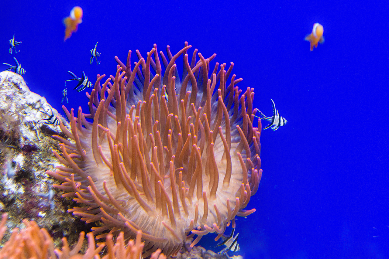 L'anemone ed i suoi ospiti