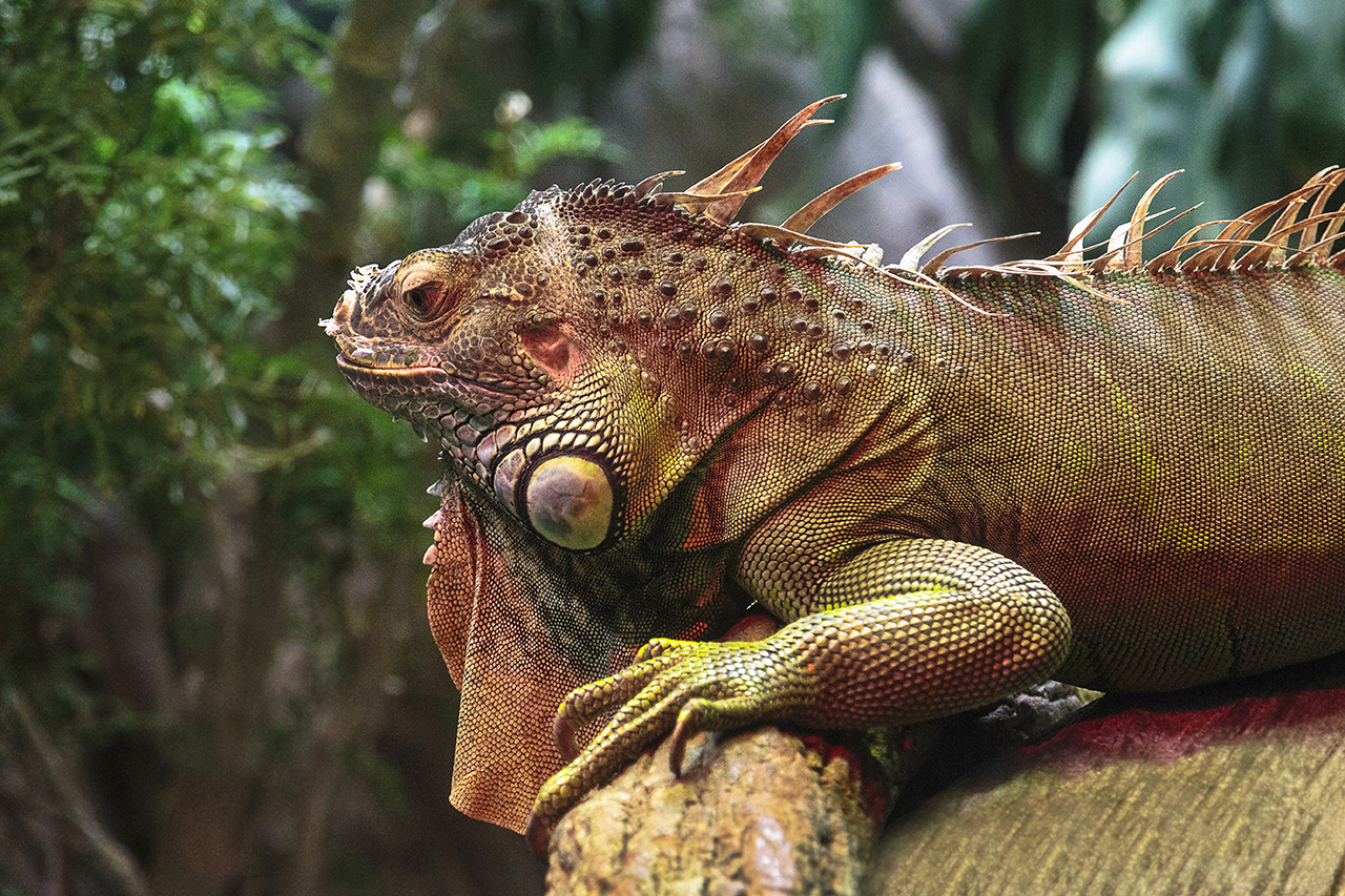 La camaleontica Iguana