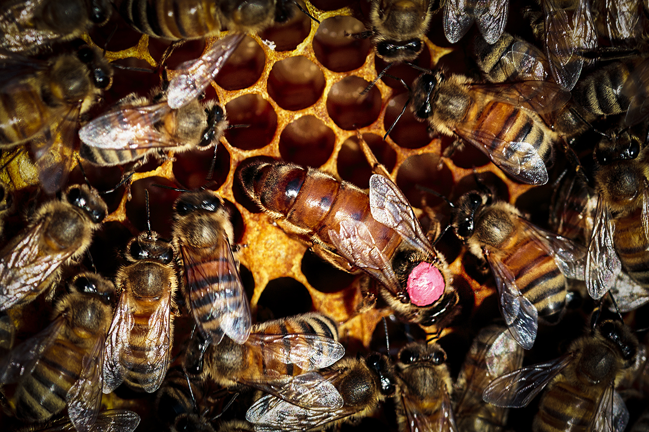 la Regina e la sue Guardie di Corte