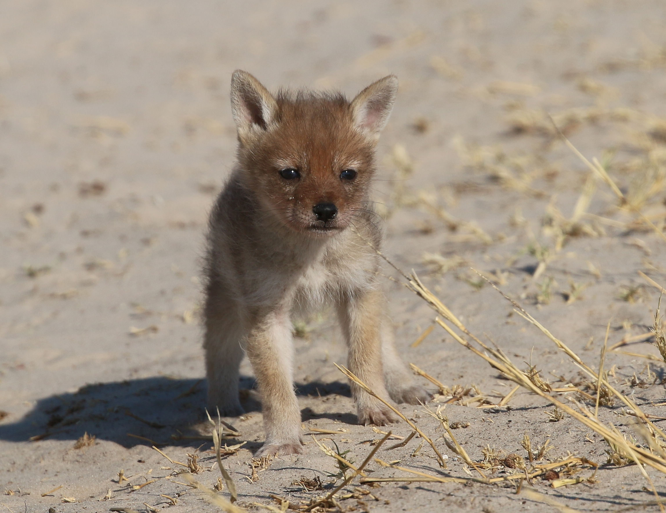 Jackal Puppy from the saddle-cloth