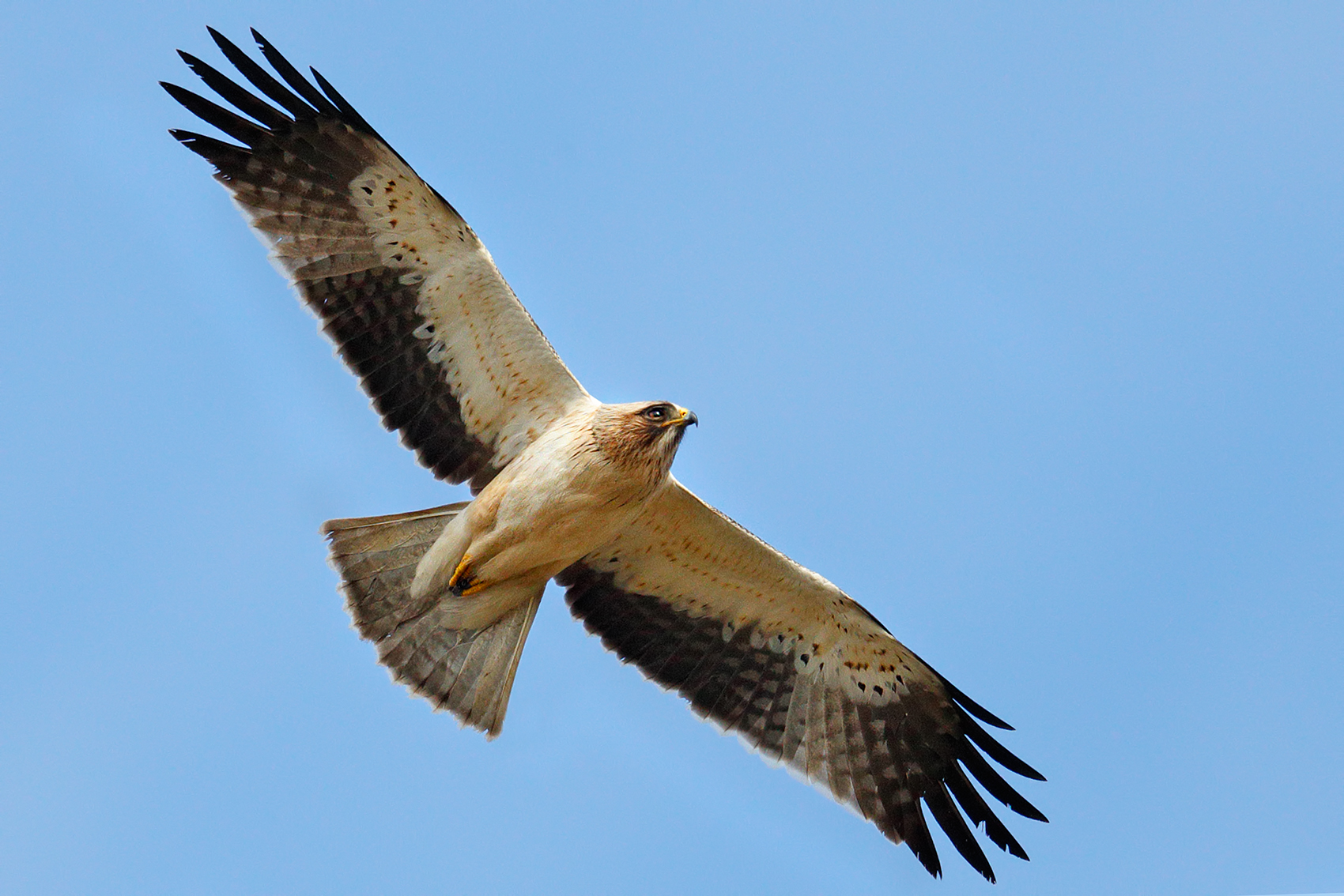 Aquila minore - Morfismo chiaro