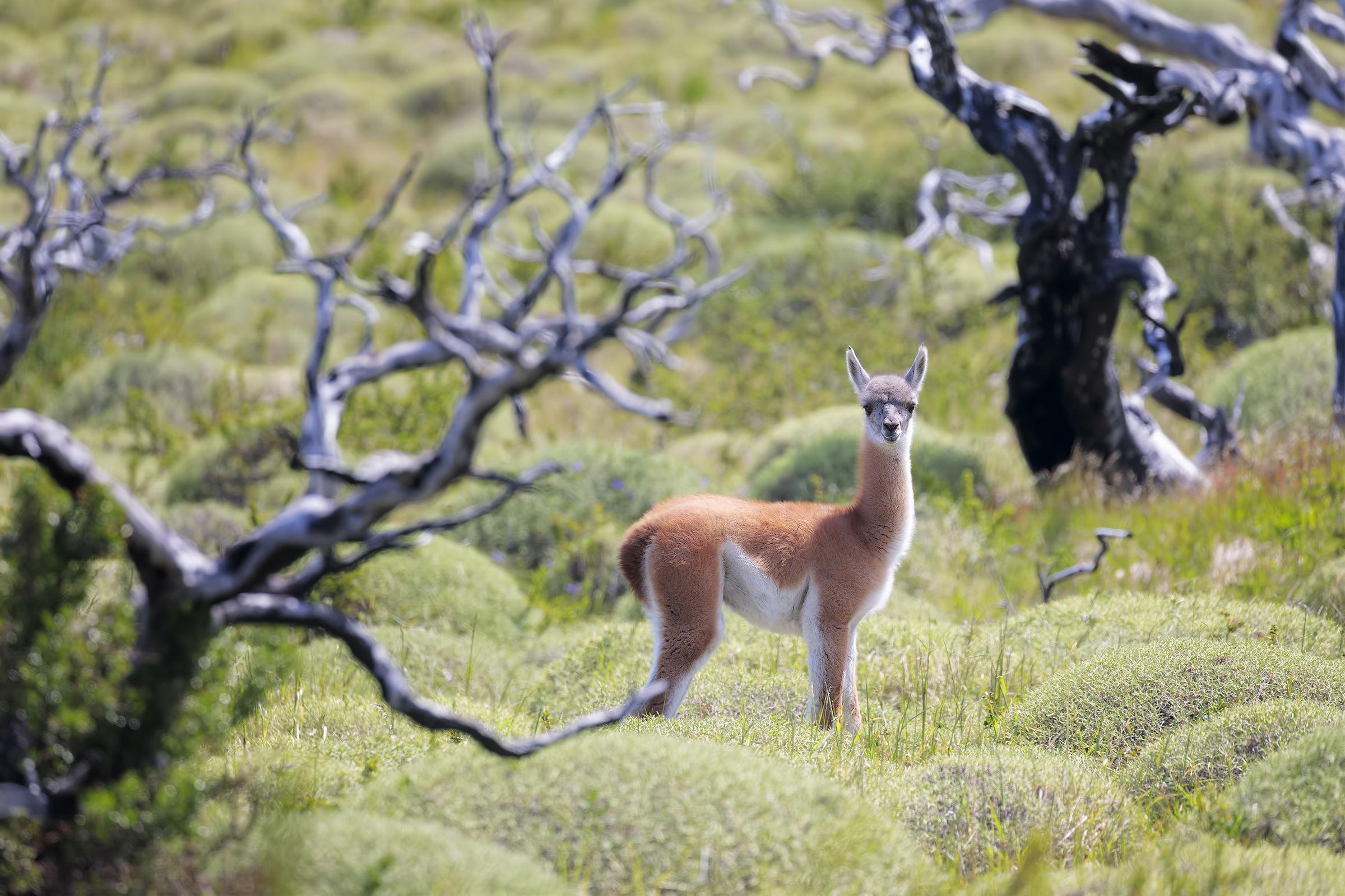 Bamby nella foresta incantata
