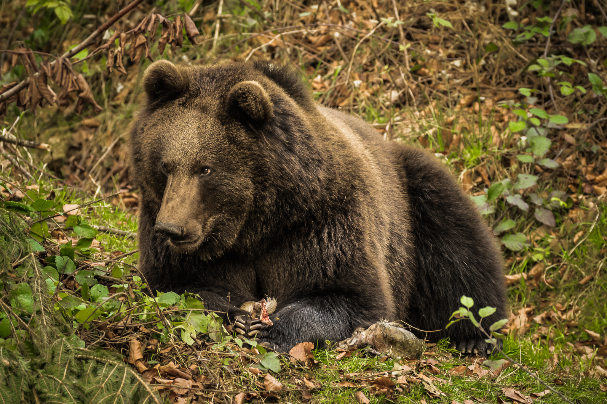 Ursus arctos