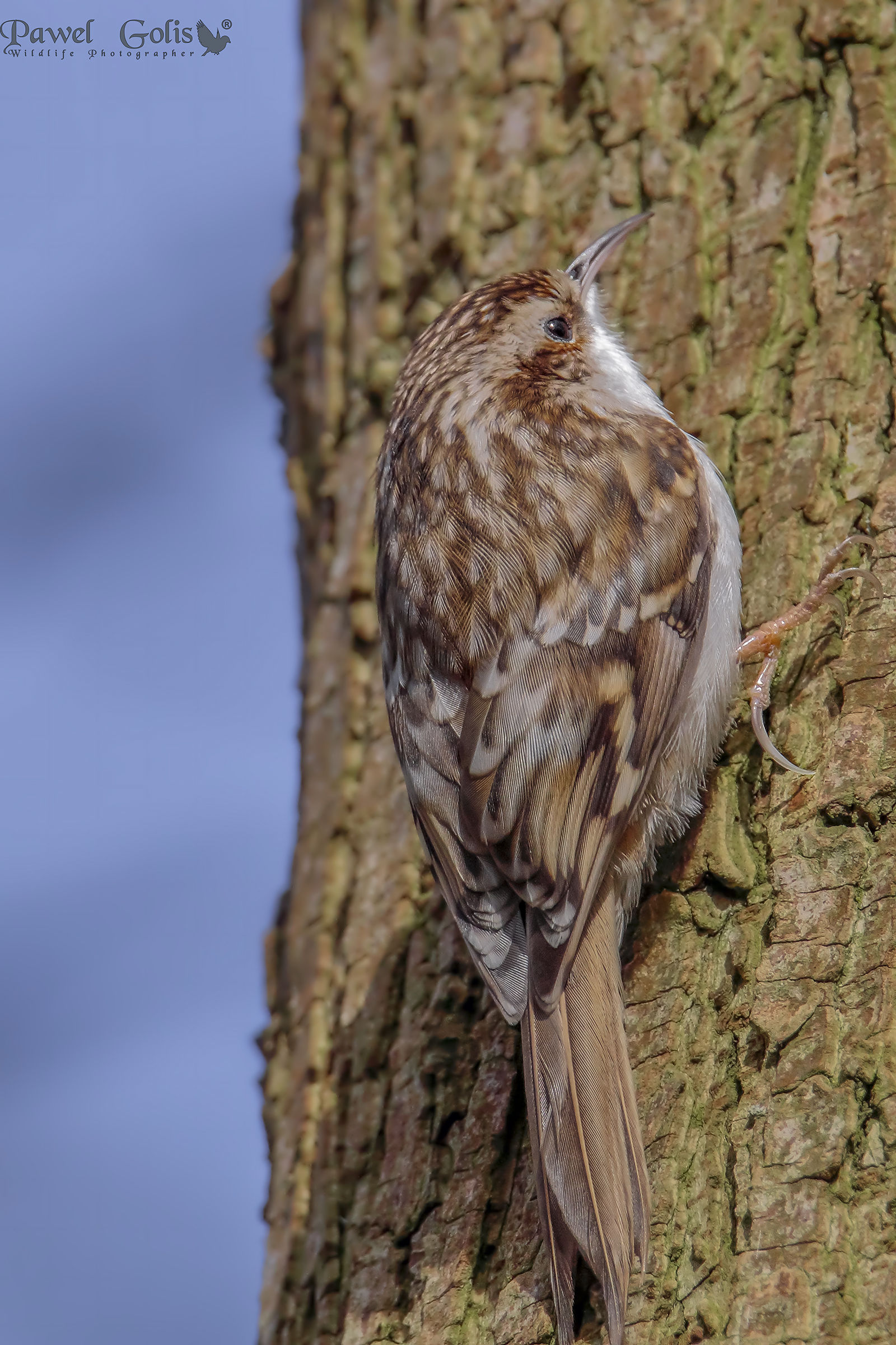 Alpestre (Certhia familiaris)