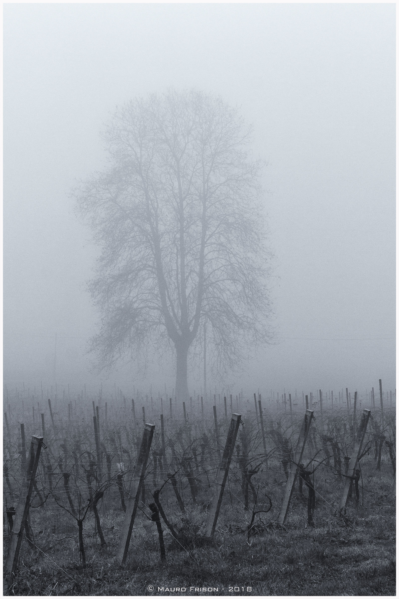 A guardia del vigneto