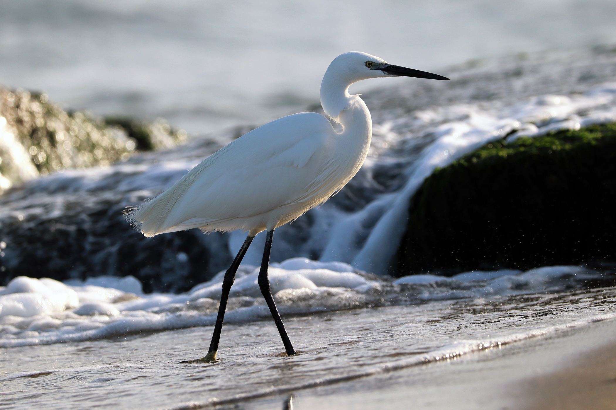 Egretta Garzetta: semplicemente stupenda