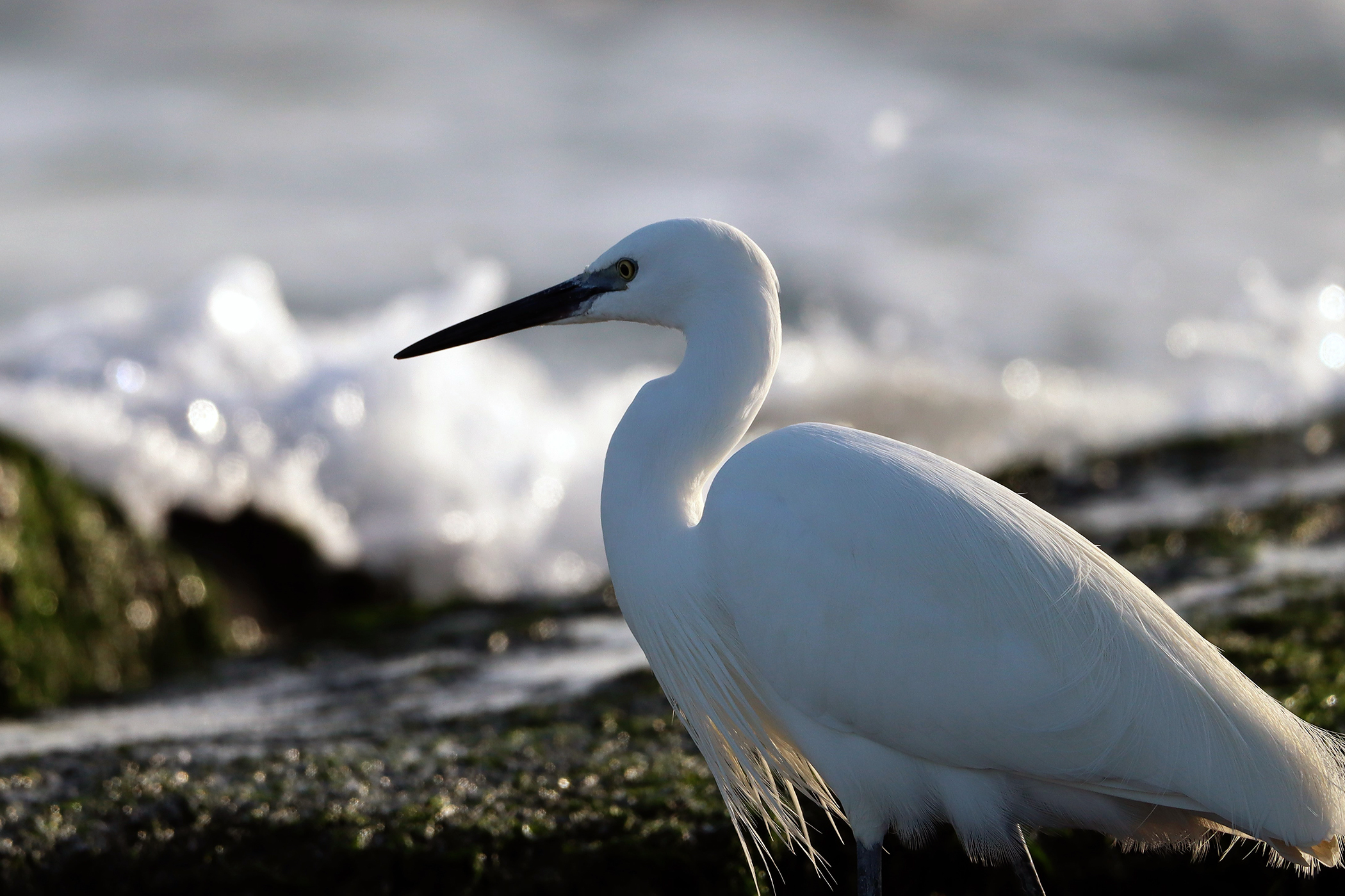 Egretta Garzetta: semplicemente stupenda