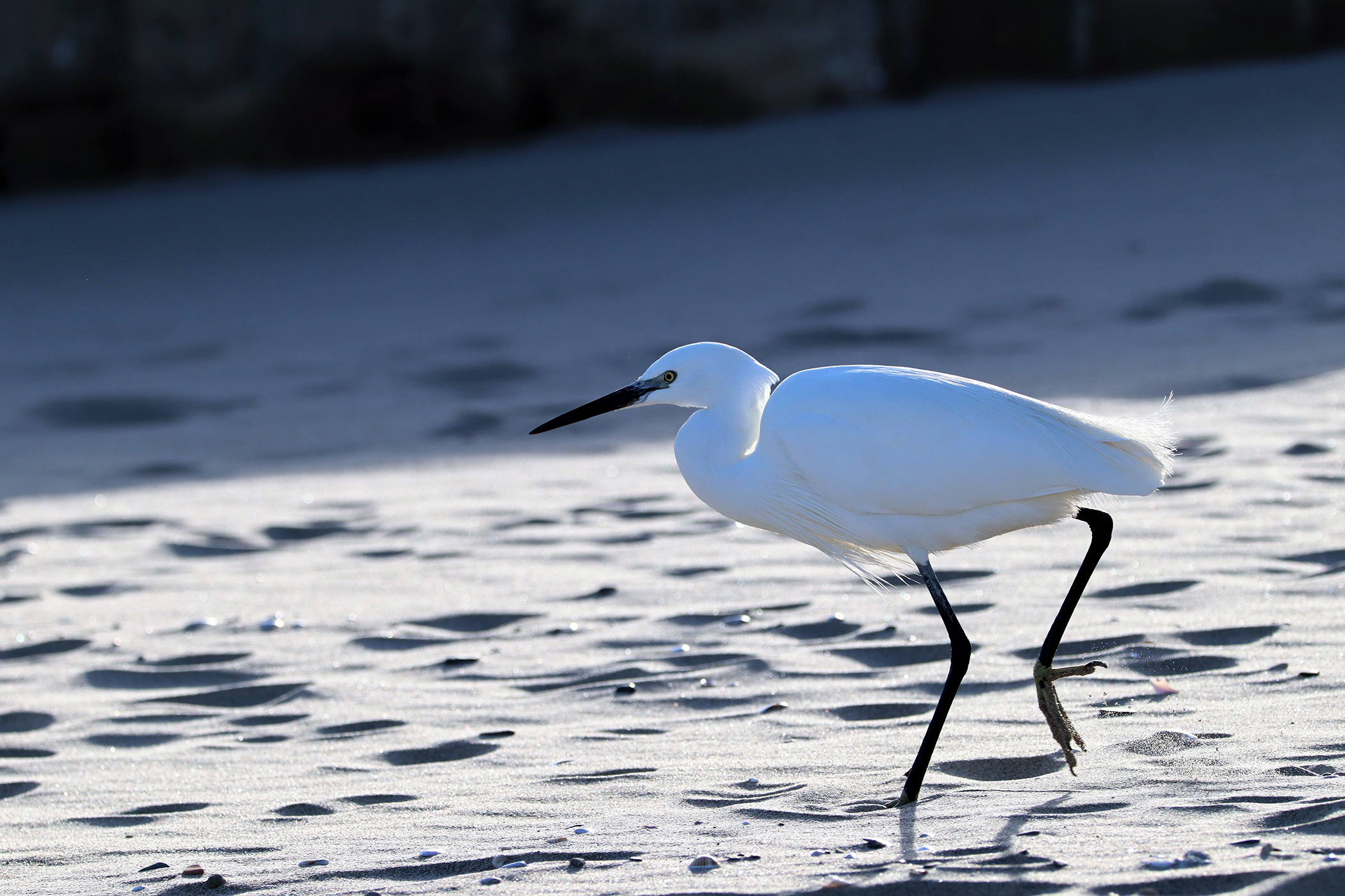 Egretta Garzetta: semplicemente stupenda