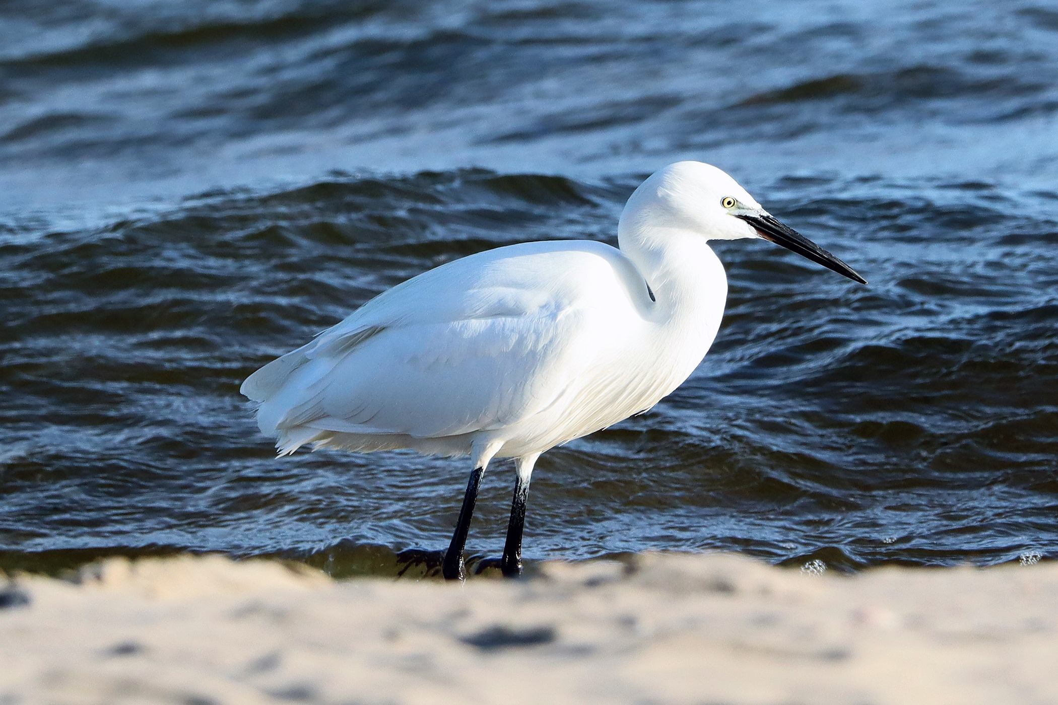 Egretta Garzetta: semplicemente stupenda