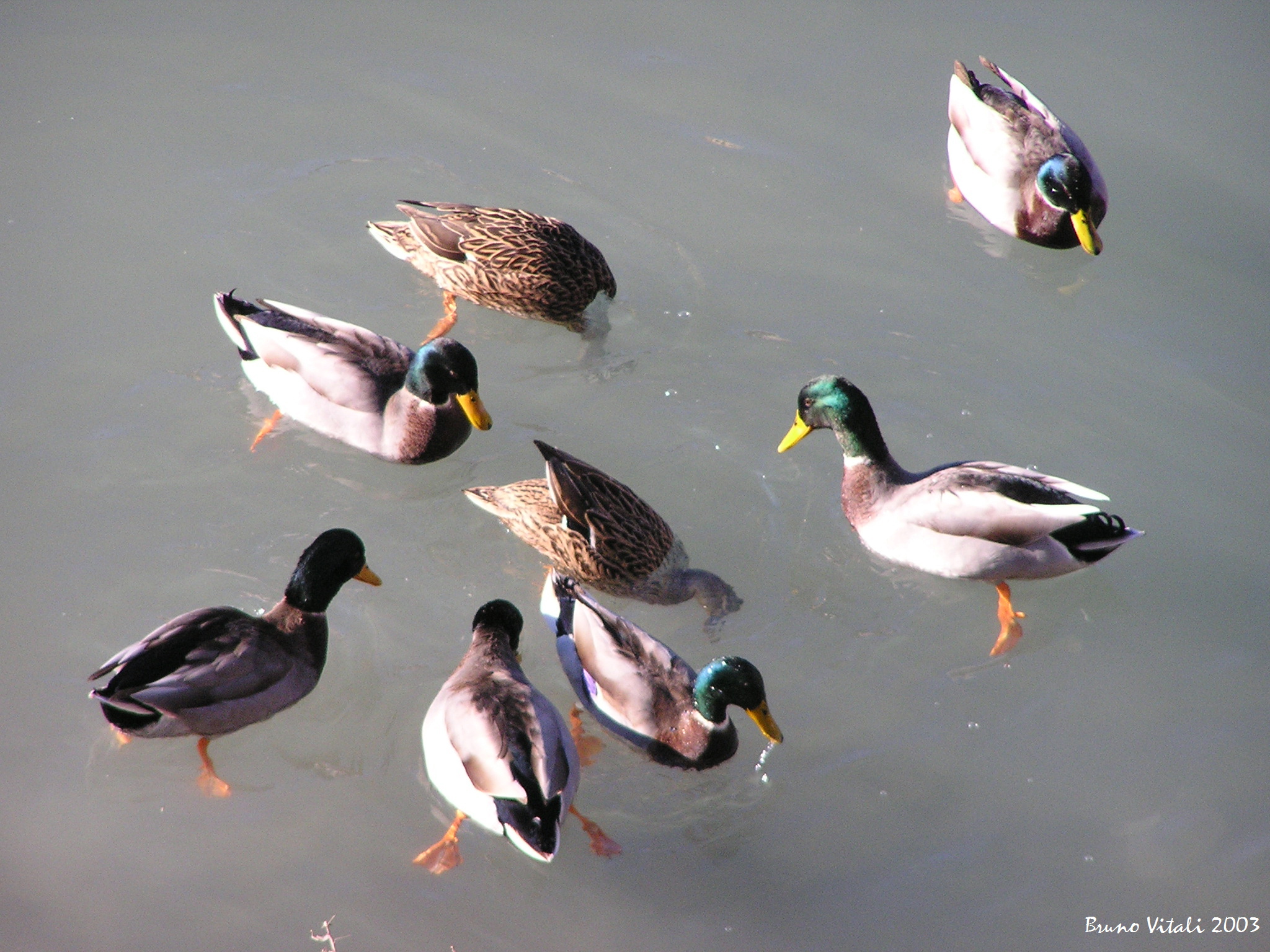 Germani nel Bisagno Genova
