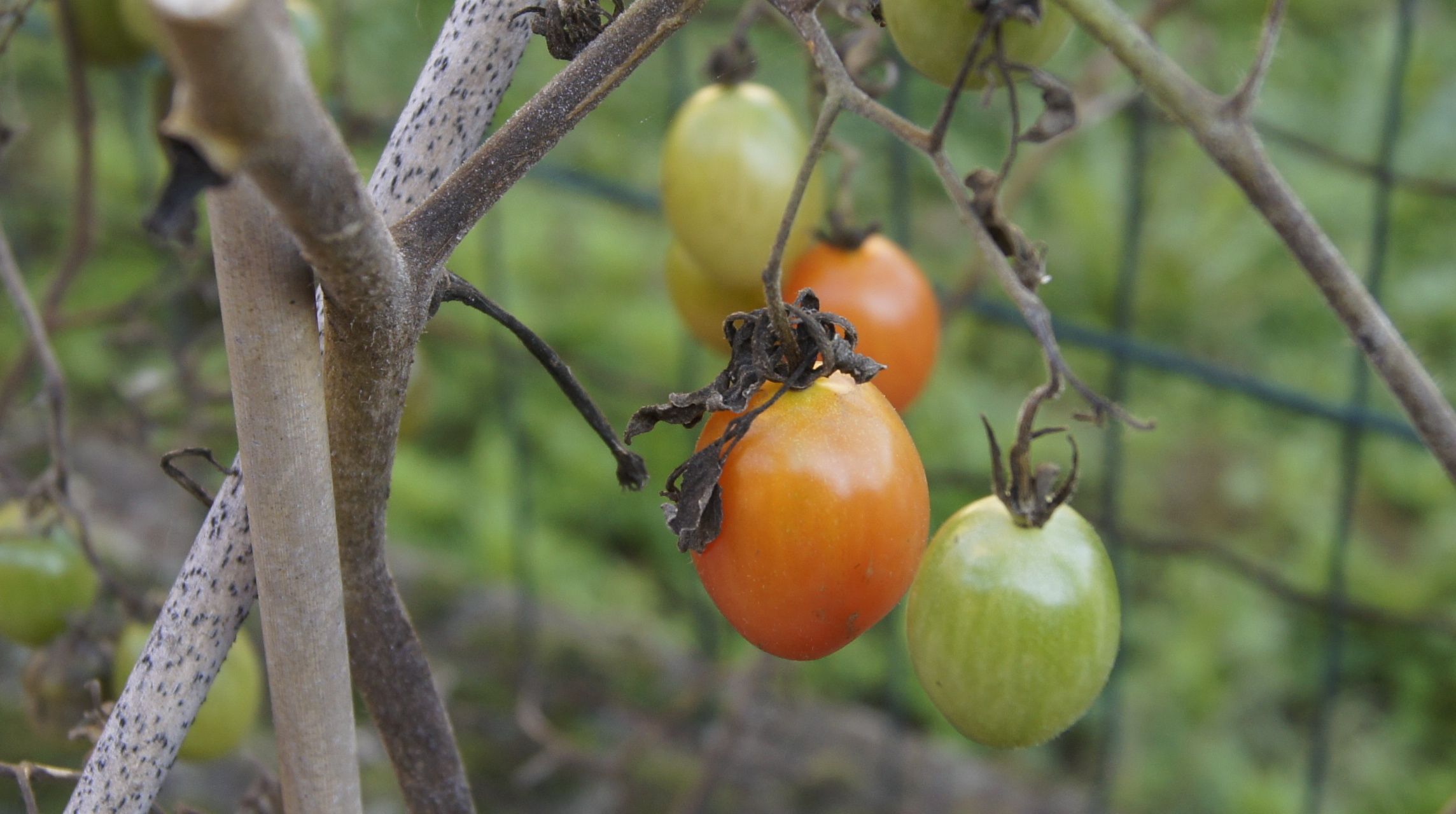 pomodorini datterini