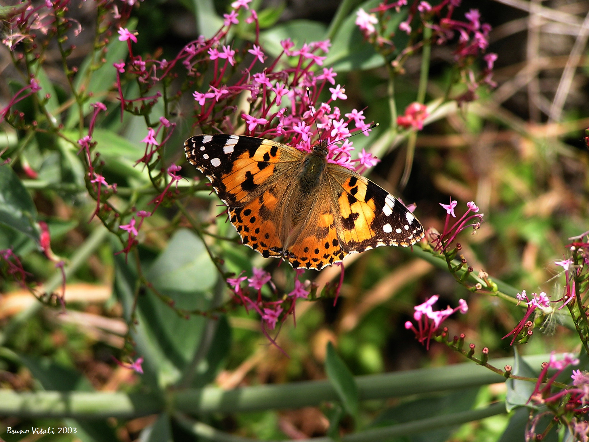 Vanessa del cardo su Valeriana rossa