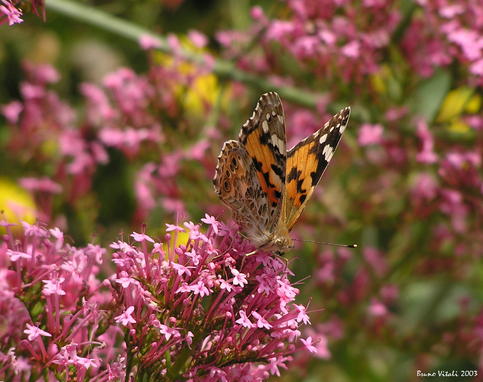 Vanessa del cardo su Valeriana rossa