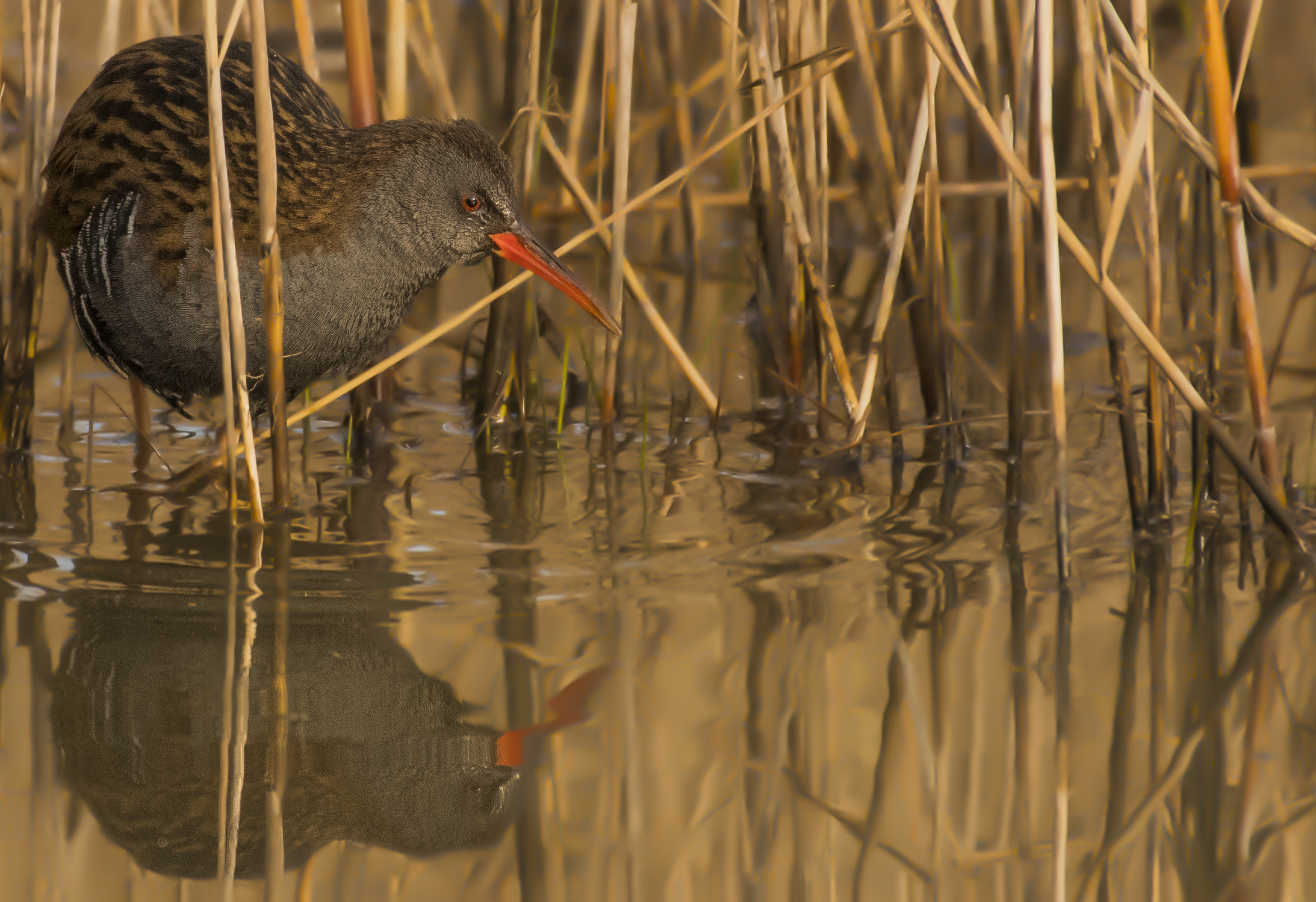 Water Rail
