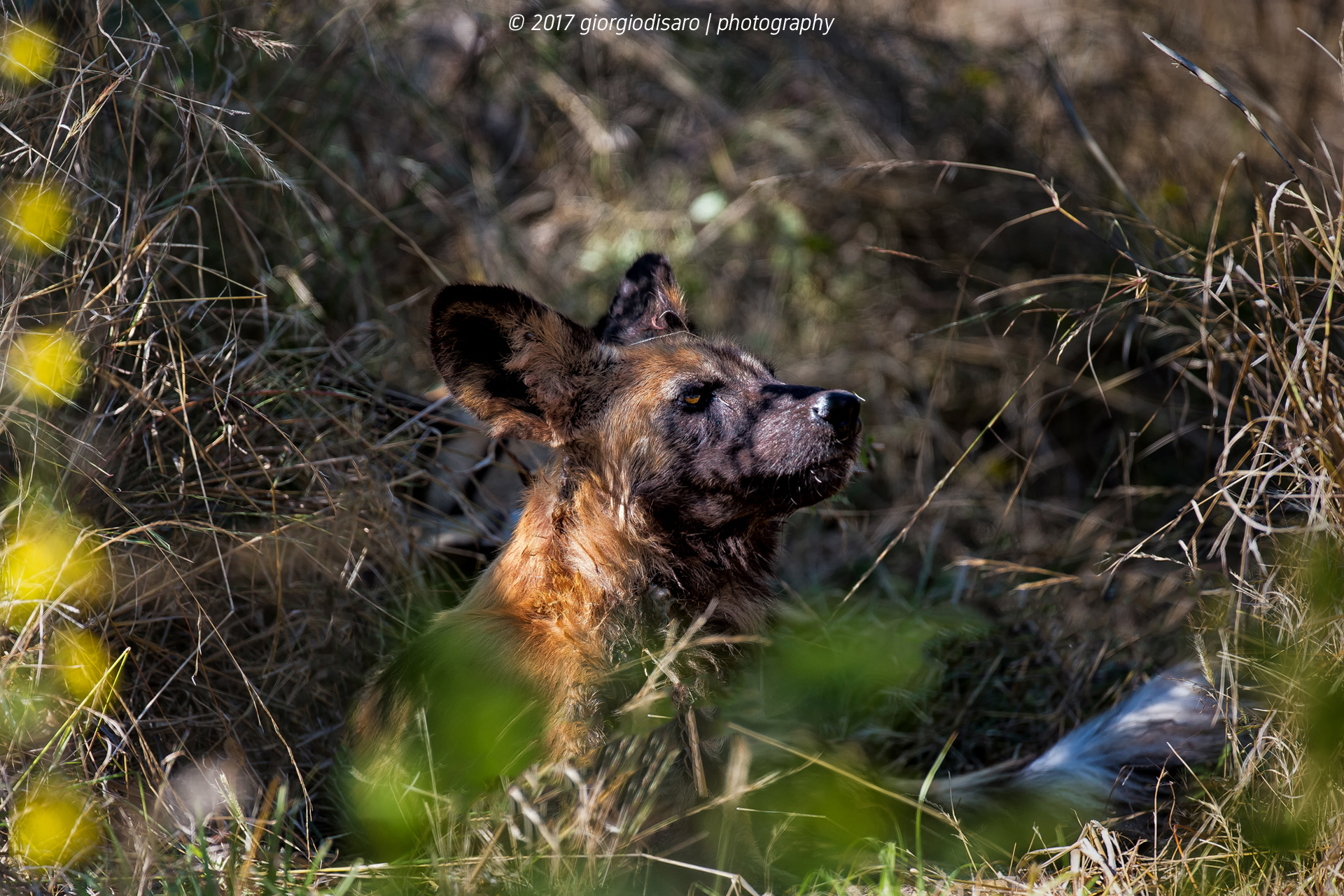 licaone riposa nel bush prima della caccia