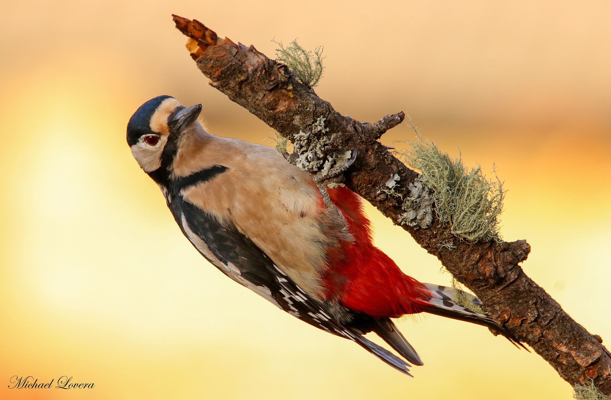 Picchio Rosso Maggiore