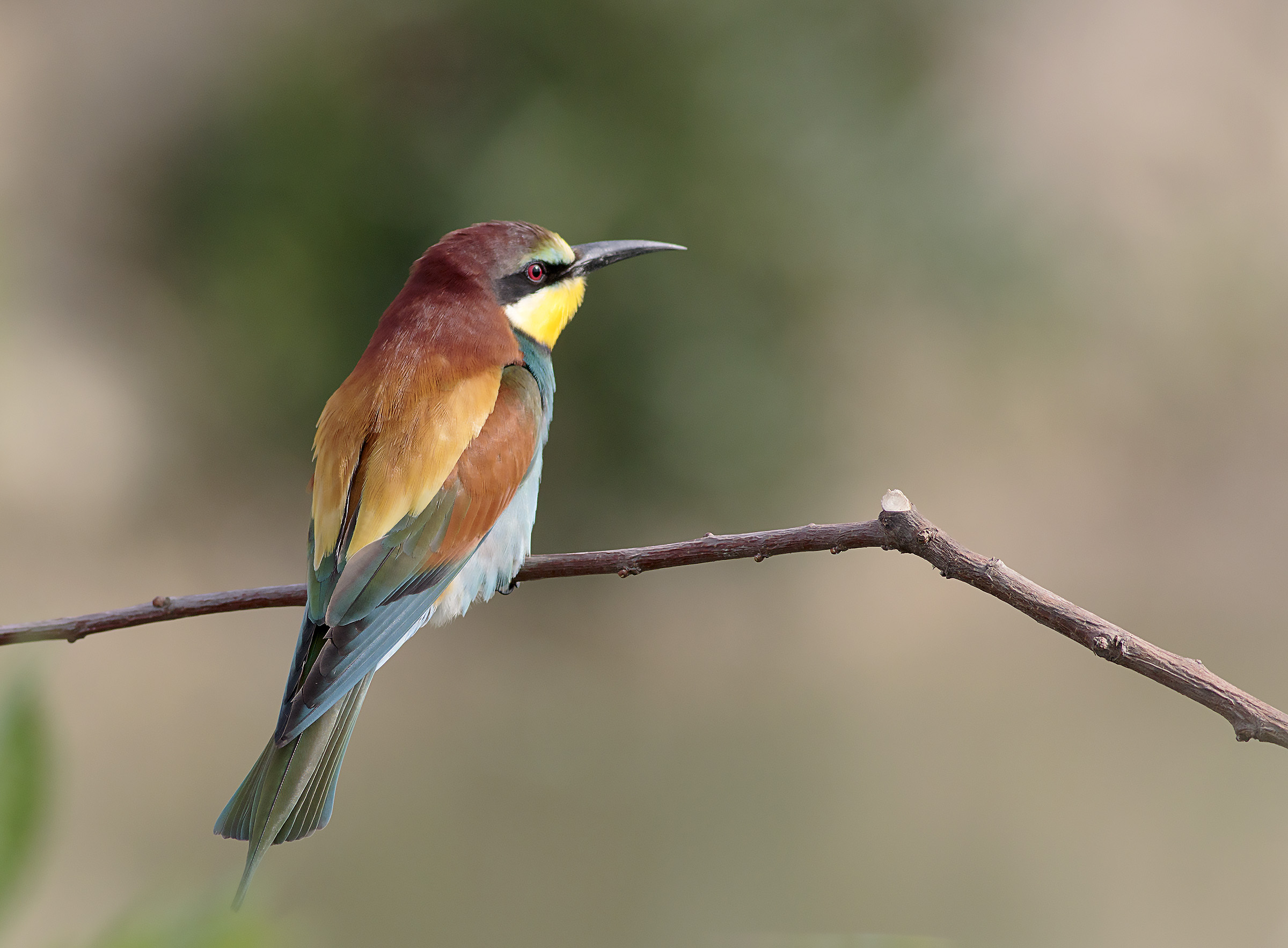 Bee-eater