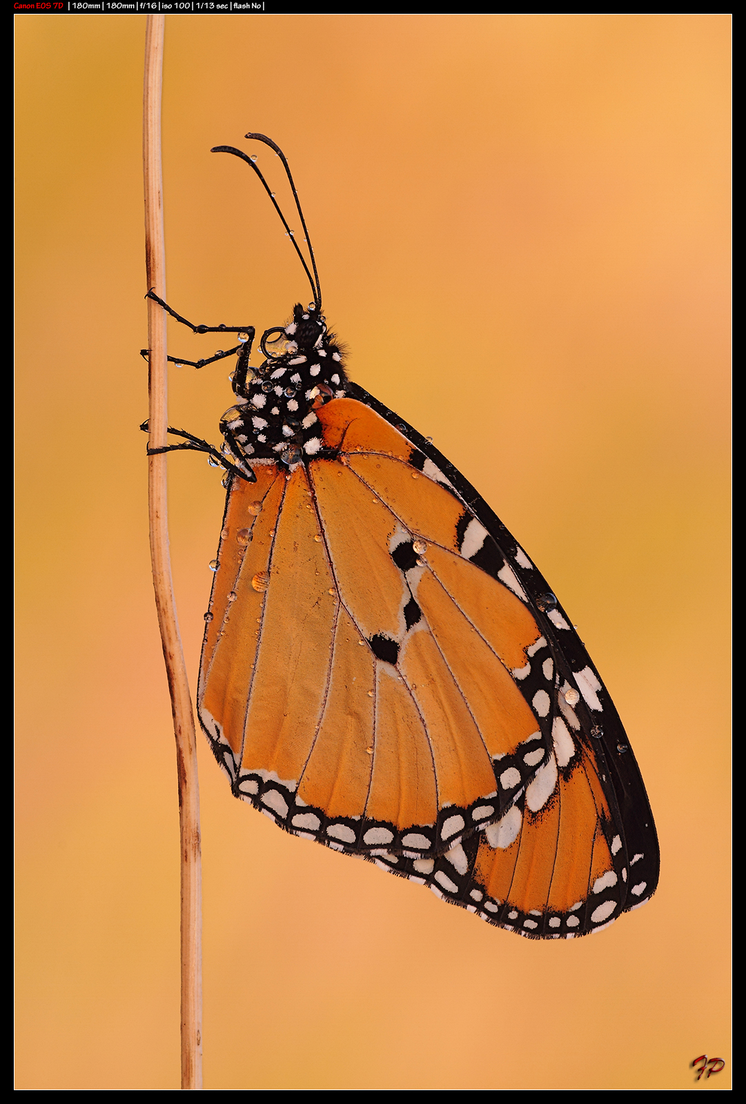 Monarch Butterfly