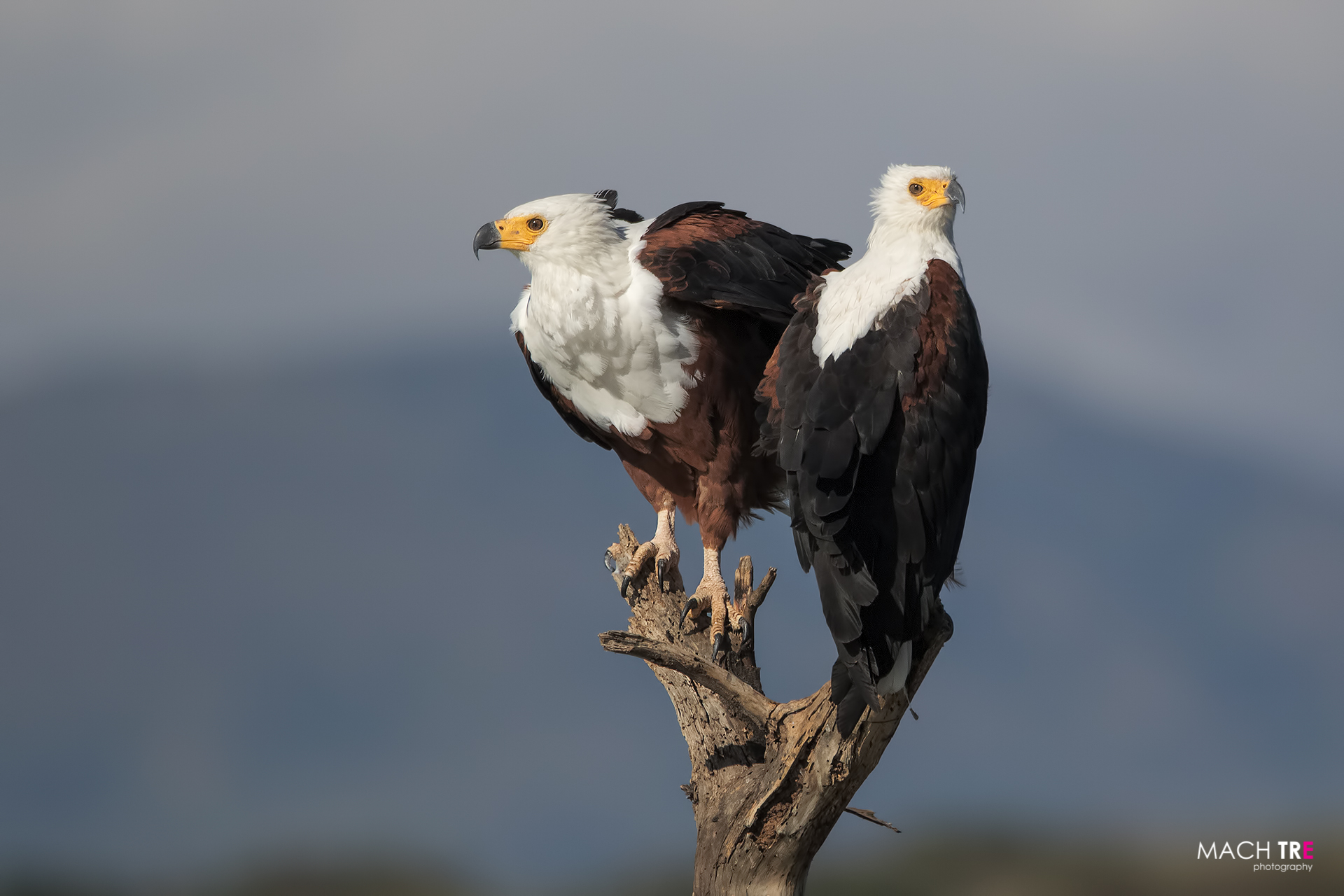 Aquila pescatrice africana (Haliaeetus vocifer)