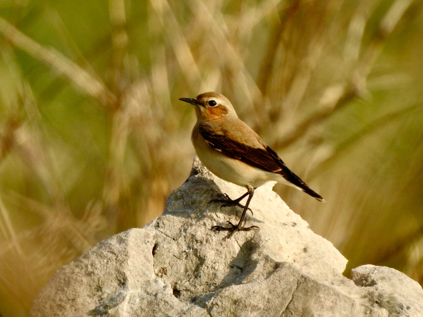 Wheatear