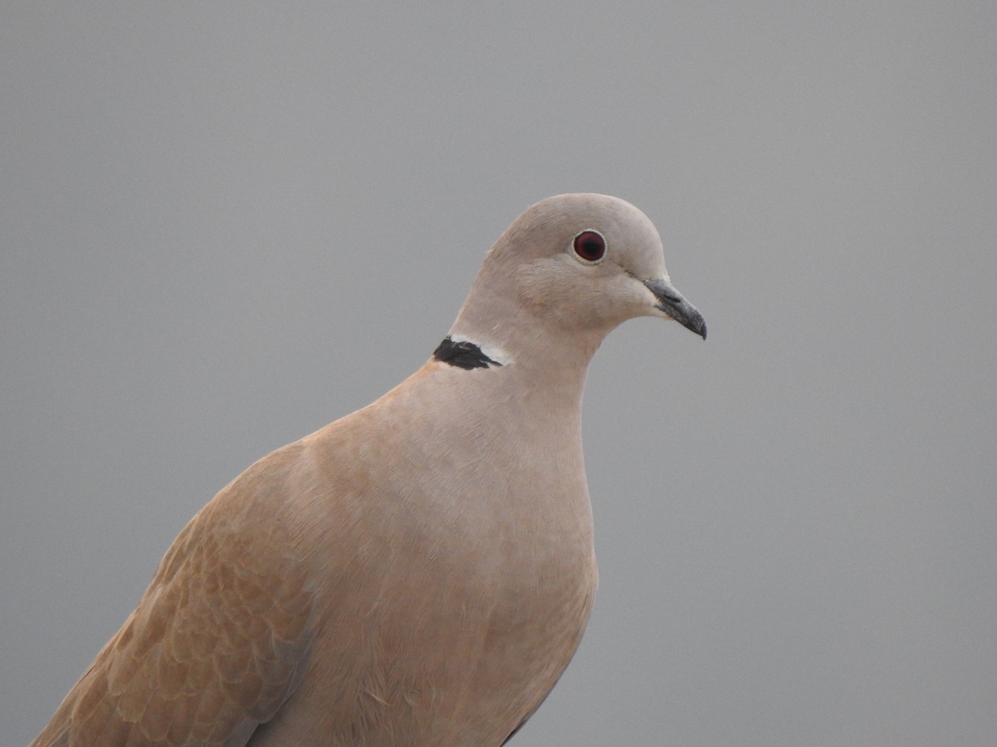 Collared Turtledove